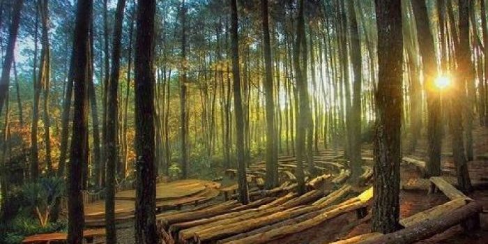 Jogja Pine Forest