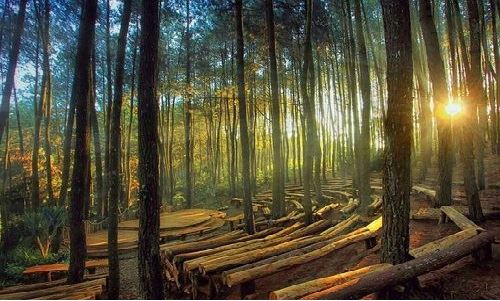  Jogja Pine Forest