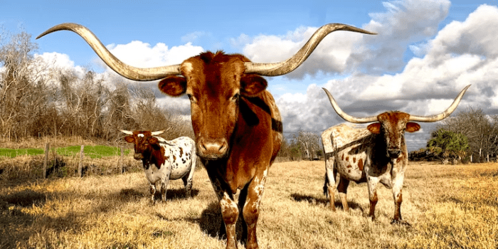 10 Tourist Attractions in Texas