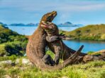 Keindahan alam Indonesia: Menjelajahi keajaiban Pulau Komodo