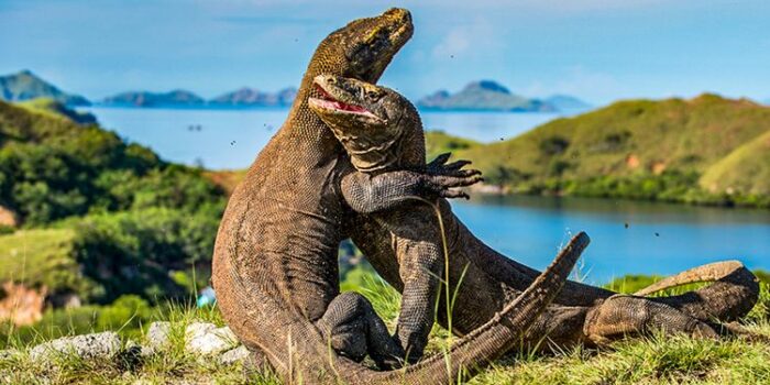 Keindahan alam Indonesia: Menjelajahi keajaiban Pulau Komodo